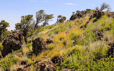 Trees along the Crater Rim Trail in Capulin Volcano National Monument