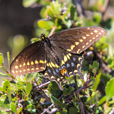 Butterfly in Capulin Volcano National Monument