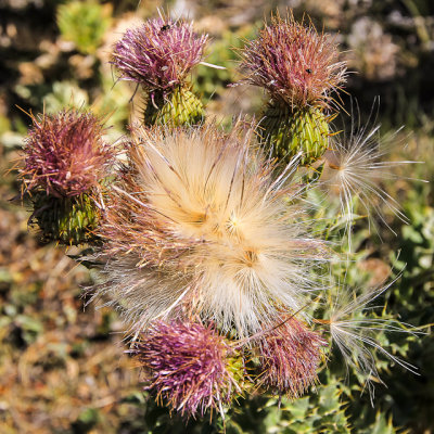 Colorado Thistle going to seed in Capulin Volcano National Monument