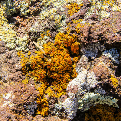 Lichens on volcanic rock in Capulin Volcano National Monument