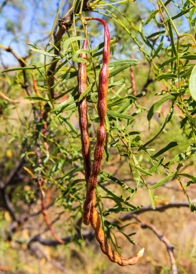 Mesquite seed pods in Alibates Flint Quarries National Monument