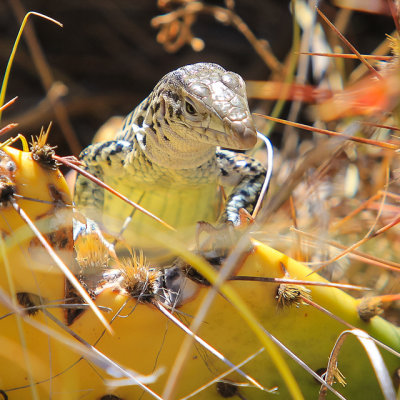 Lizard on a prickly pear cactus in Alibates Flint Quarries National Monument