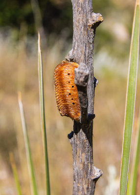 Walking stick pod in Alibates Flint Quarries National Monument