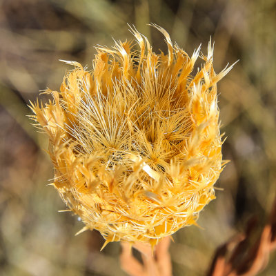 Dried flower in Alibates Flint Quarries National Monument