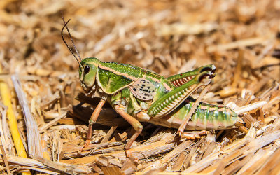 Large grasshopper in Alibates Flint Quarries National Monument