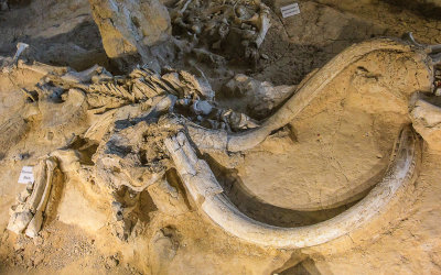 Bull Columbian Mammoth remains in Waco Mammoth National Monument