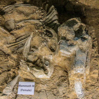 Remains of a female Columbian Mammoth in Waco Mammoth National Monument