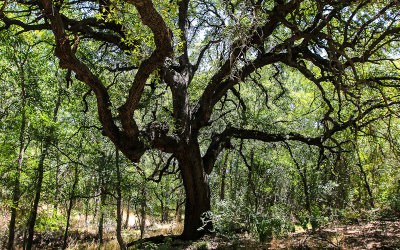 250 year old Oak in Waco Mammoth National Monument