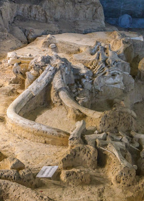 Fully intact bull Mammoth lies among several juveniles in Waco Mammoth National Monument