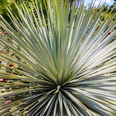 Sotol plant in the courtyard of the Alamo, San Antonio Missions NHP
