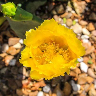 Prickly pear cactus flower in the Alamo courtyard, San Antonio Missions NHP