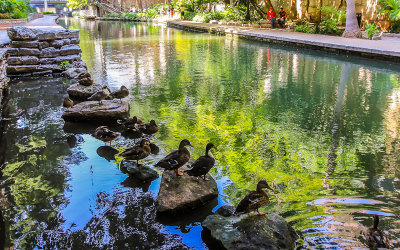 Ducks along the San Antonio River Walk