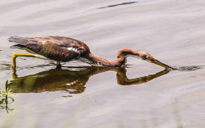 a tricolored heron strikes in Bayou Sauvage NWR