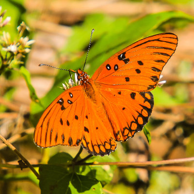 Butterfly in Ocmulgee National Monument