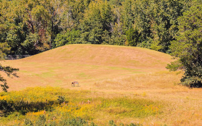 The Funeral Mound burial site of village leaders in Ocmulgee National Monument
