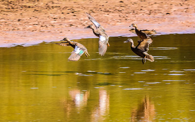 Ducks land on the Walnut Creek Wetlands in Ocmulgee National Monument