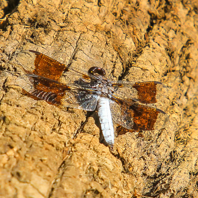 Dragonfly on a log in Ocmulgee National Monument