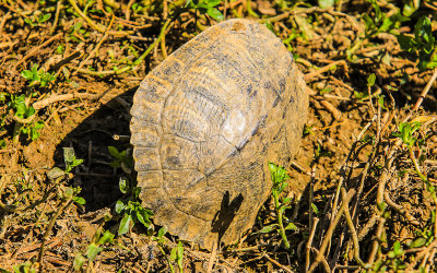 A turtle shell stuck in the mud in the Walnut Creek Wetlands in Ocmulgee National Monument
