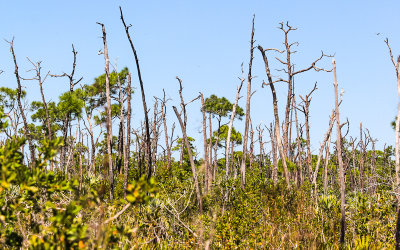 Along a trail on Big Pine Key in the National Key Deer Refuge 