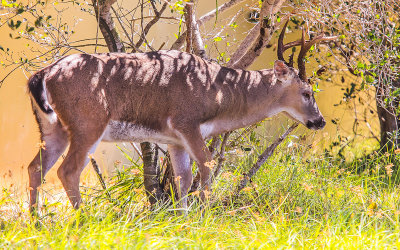 An endangered Key Deer buck in the National Key Deer Refuge
