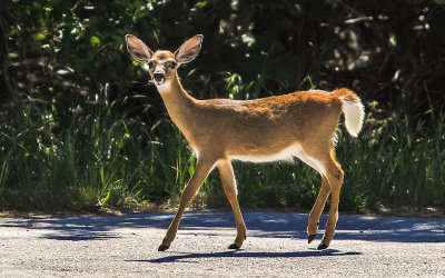 A young female endangered Key Deer in the National Key Deer Refuge