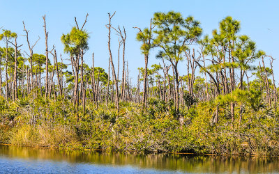 The shore of the Blue Hole in the National Key Deer Refuge