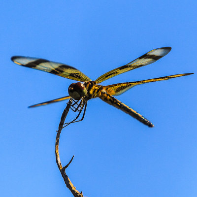 A dragonfly in the National Key Deer Refuge
