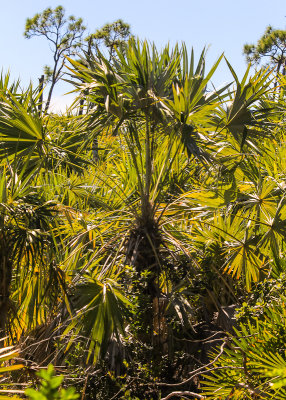 Vegetation on a trail in the National Key Deer Refuge