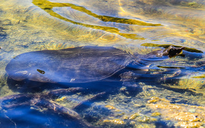 A Florida Softshell Turtle in the Blue Hole in the National Key Deer Refuge