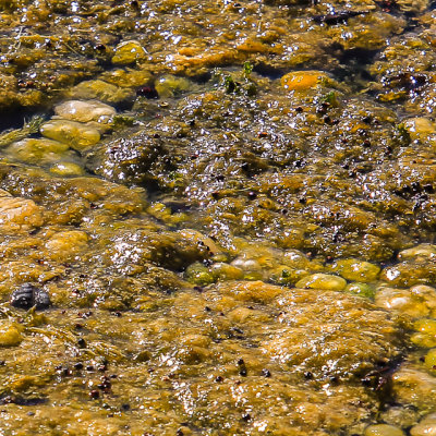 Plant life at the edge of the Blue Hole in the National Key Deer Refuge