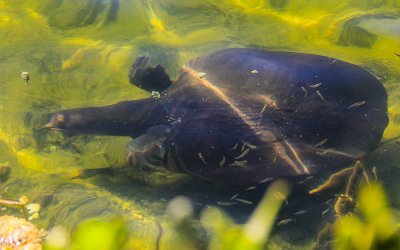 A Florida Softshell Turtle underwater in the Blue Hole in the National Key Deer Refuge