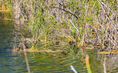 Plant life on the edge of the Blue Hole in the National Key Deer Refuge