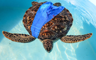 Sea Turtle Center / Hospital - Florida