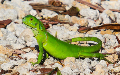 Lizard on Grassy Key in the Florida Keys