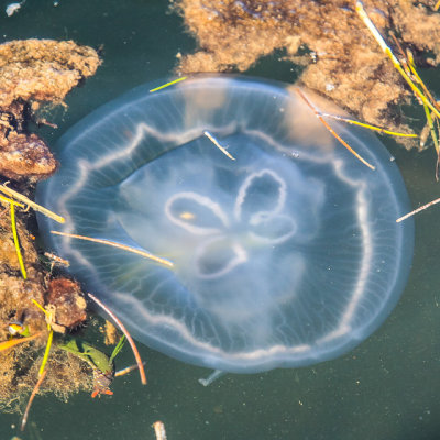 Jellyfish in the bay off of Grassy Key in the Florida Keys