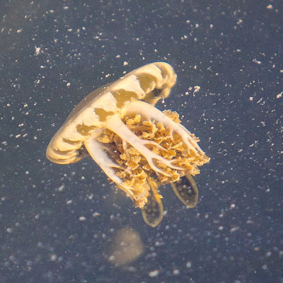 Jellyfish in the bay off of Grassy Key in the Florida Keys