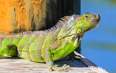 Iguana sunning itself on the dock in Grassy Key in the Florida Keys