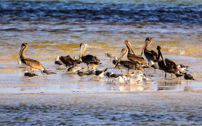 Pelicans and Seagulls on a sandbar in Bahia Honda State Park in the Florida Keys