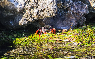 Crab on the rocks in Grassy Key in the Florida Keys