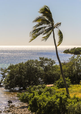 A palm tree blowing in the wind in the Florida Keys
