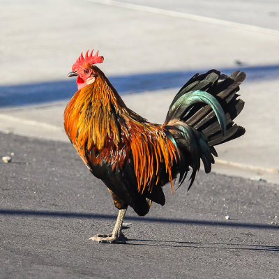 A feral rooster roaming the streets in Key West