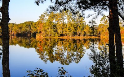 Trees reflected in Lake Jasper in Hardeeville South Carolina 