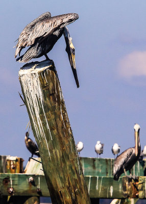 A pelican zeros in on its prey on Hilton Head Island