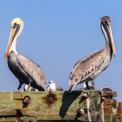 Pelicans on the docks on Hilton Head Island