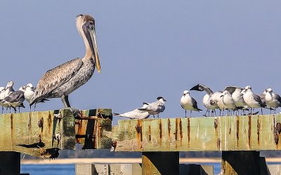 A pelican and sea gulls on the dock on Hilton Head Island