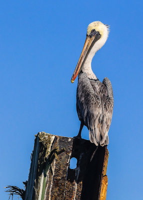 A pelican on the dock on Hilton Head Island