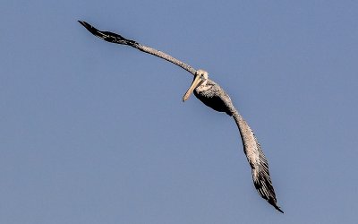 A pelican glides through the air near Daufuskie Island