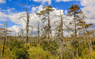 Foliage in the Blue Elbow Swamp 