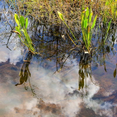 Plants and clouds reflected in the Blue Elbow Swamp