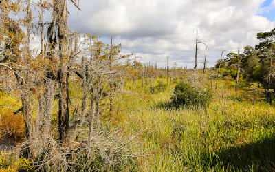 View of the Blue Elbow Swamp